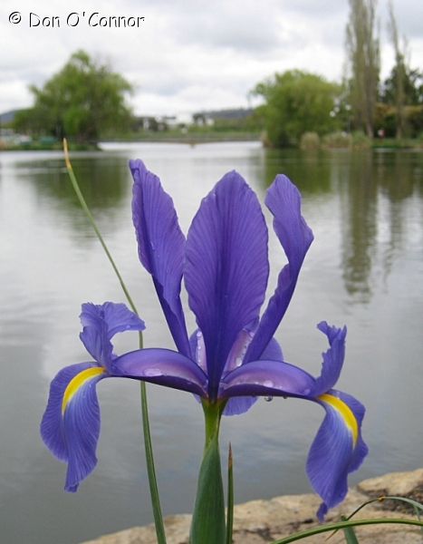 Bearded Iris, Floriade, Canberra.